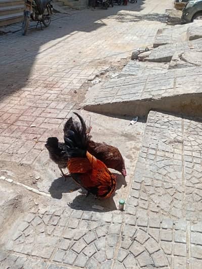 I want to sell my hens