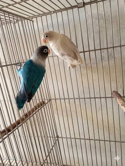 Love birds breeder