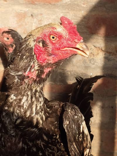 aseel chicks for sale peura valti Thai+ barmi