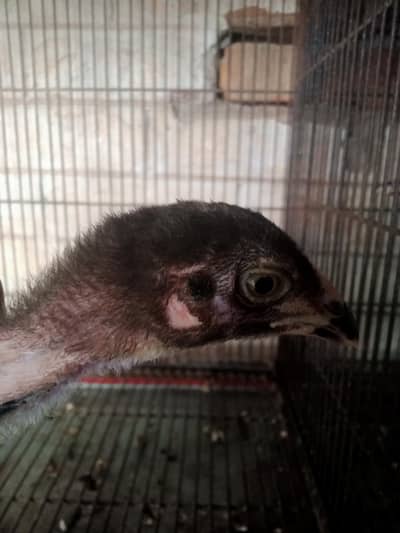 black and white hen male