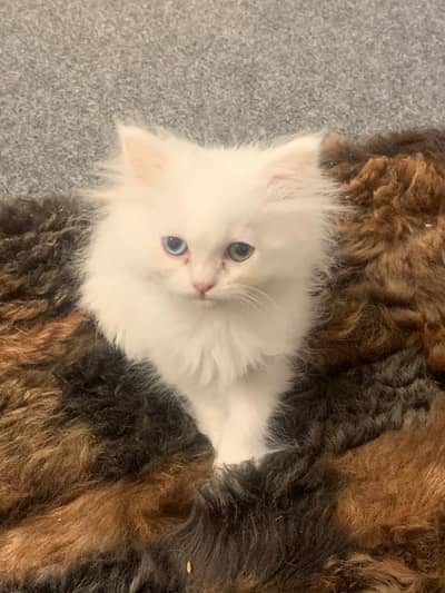 Odd eyes white persian cat looking for caring home