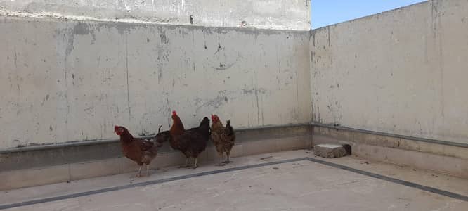 I selling my Golden  misri  hen