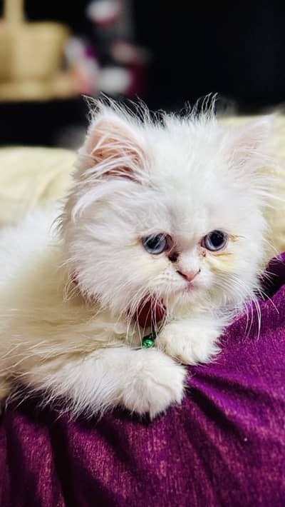 Extra long coat punch face persion cat kitten blue eyes