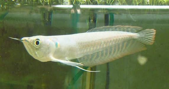 Silver arowana, albino congo tetra , severum, paradise goirami ,poleni