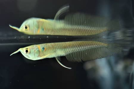 Silver arowana, albino congo tetra , severum, paradise goirami ,poleni