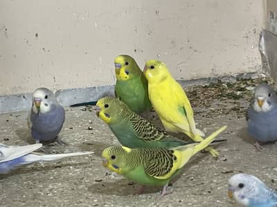 I m selling the Australian Budgie