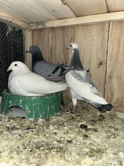 Qasid Pegions For Sale