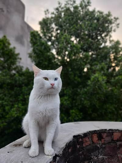 Single coated Male cat  odd eyes
