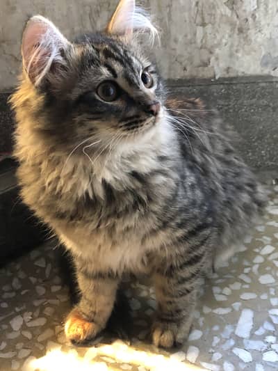 Beautiful persian cat for sale