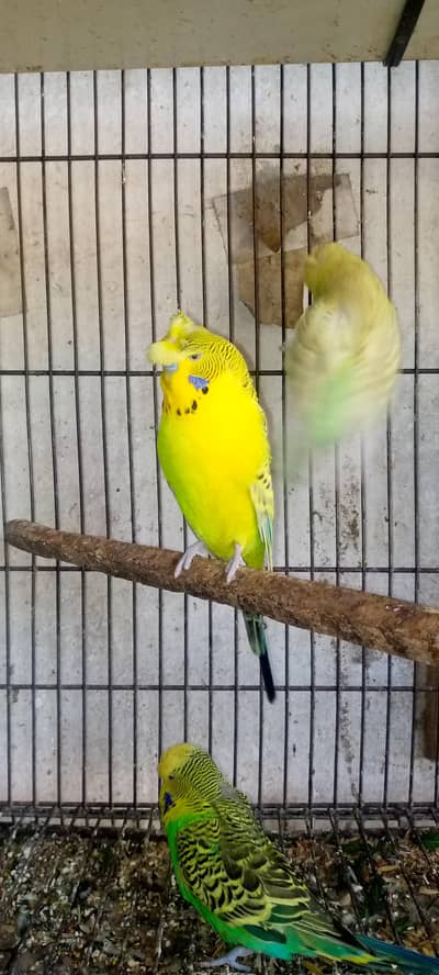 Under Exi breedar  Pair