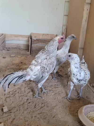 Ice blue dragon chicks