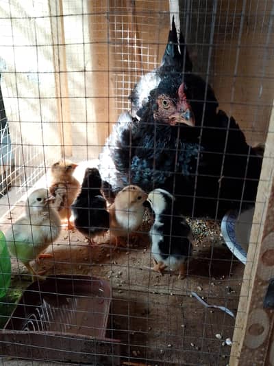 Aseel chicks fo sale