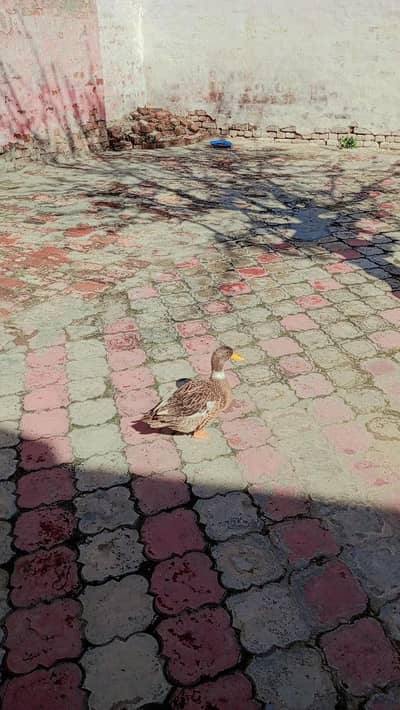 Beautiful Ducks Pair With Chicks