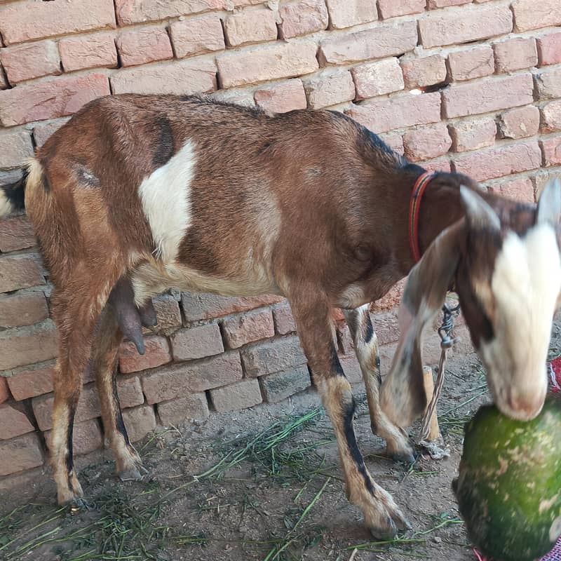 bakri 1