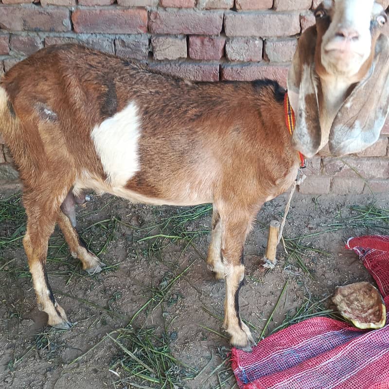 bakri 3