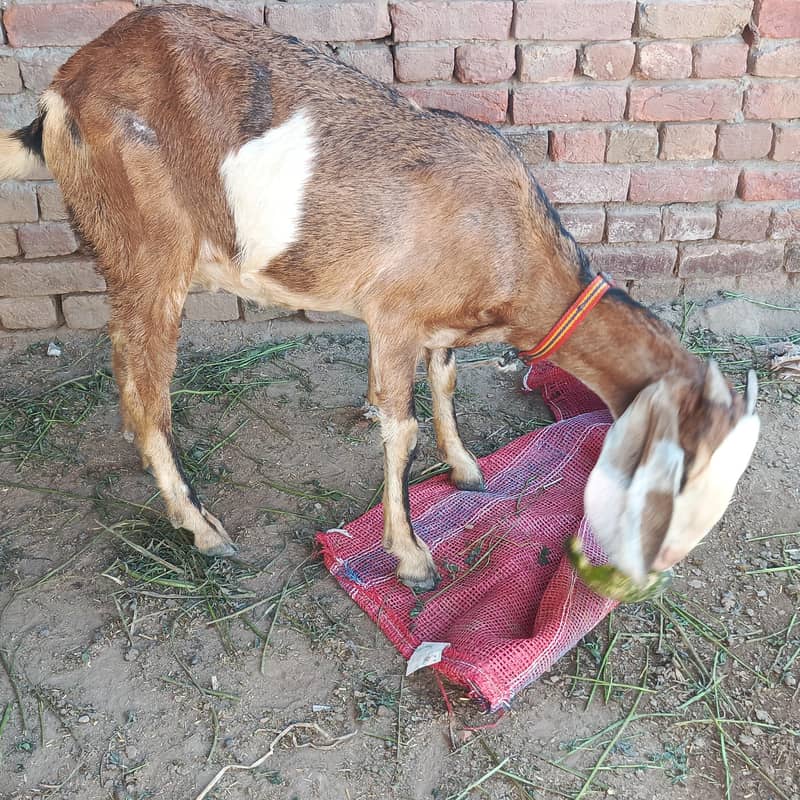 bakri 4