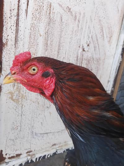 pairs , chicks available