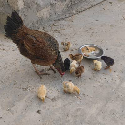 Aseel murghi with 9 chicks & golden misri