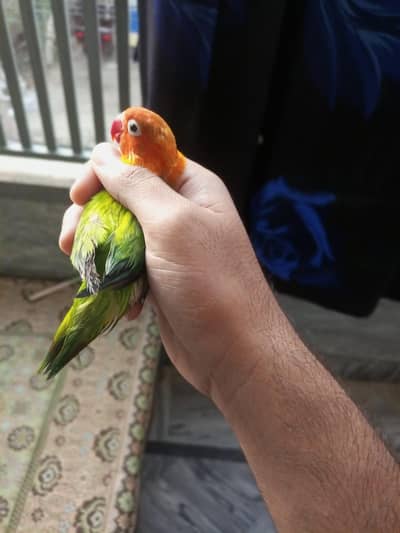 Breeder male for sale