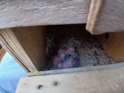 Lovebirds Fisher Both Pair with Chicks