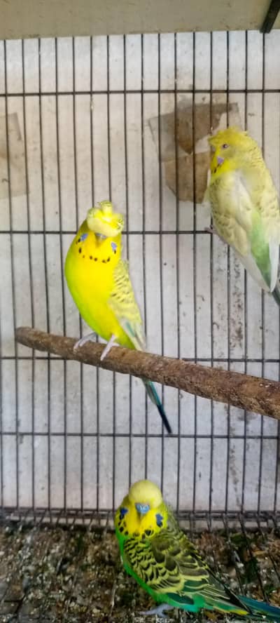 Under Exi tcb Leoman pair