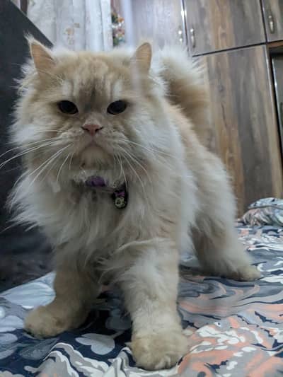 Persian male neutered