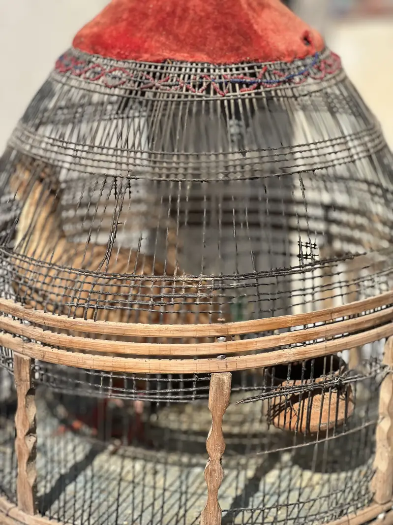 Dakhni teetar — photo 2