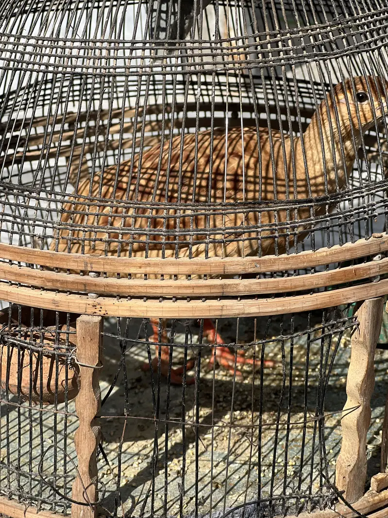 Dakhni teetar — photo 7