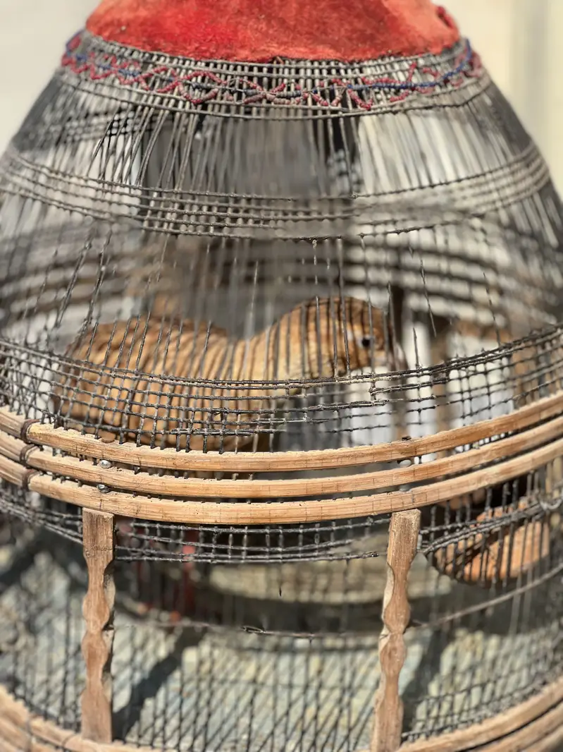 Dakhni teetar — photo 10