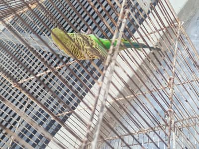 Parrots Single only 1 he ha