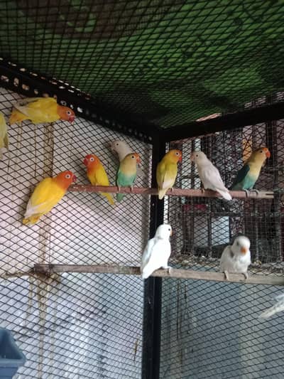 love bird and Cocktail breeder pair healthy and active