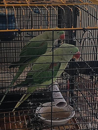 Pure Kashmiri Raw 02 pcs