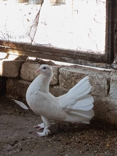 White laky pigeon