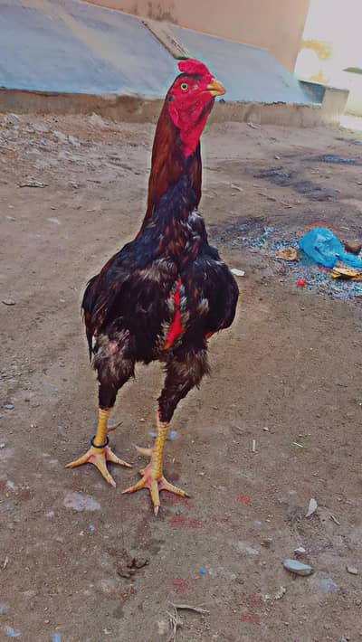 Aseel murga 03224067414