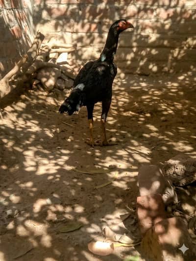 Pure Aseel Pathi / Choza for Sale - Heavy Size & Active