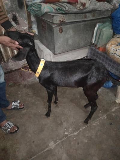 Bakri ha pure black tedi 2 dant kahange possible