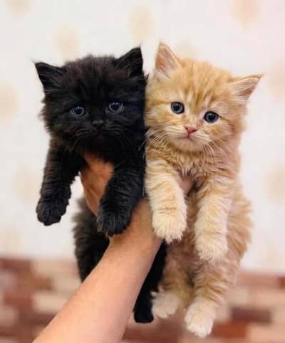 beautiful Persian kittens looking new home