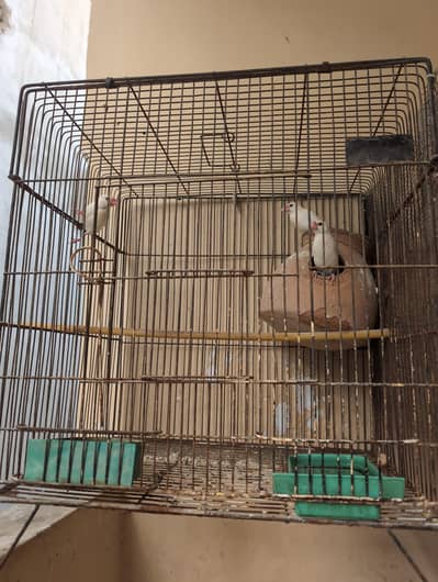 white jawa big size total 1 pair aik pec hain