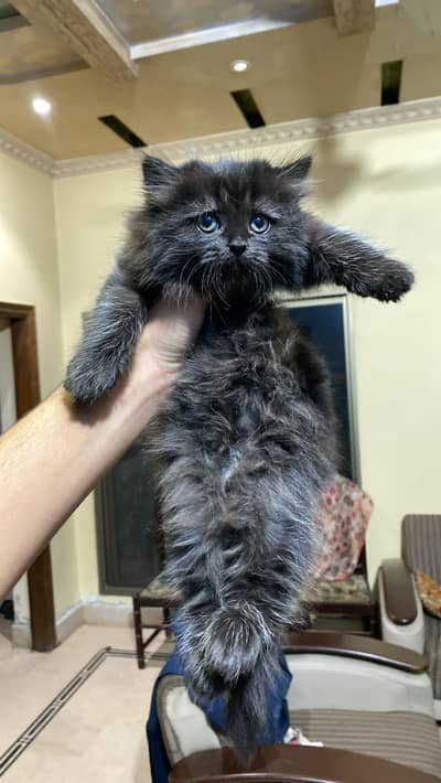 Punch face Triple coat gray - black kitten