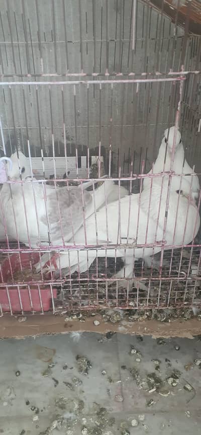 sentinet+lucky+3 chicks