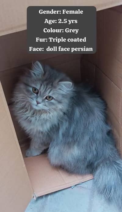 Doll-Faced Persian Cat - Female - 2.5 years