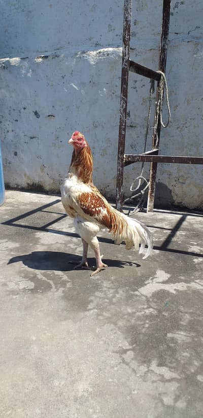 High quality aseel 03175087917 kruk mushki