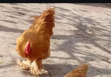 Golden heavy baf male