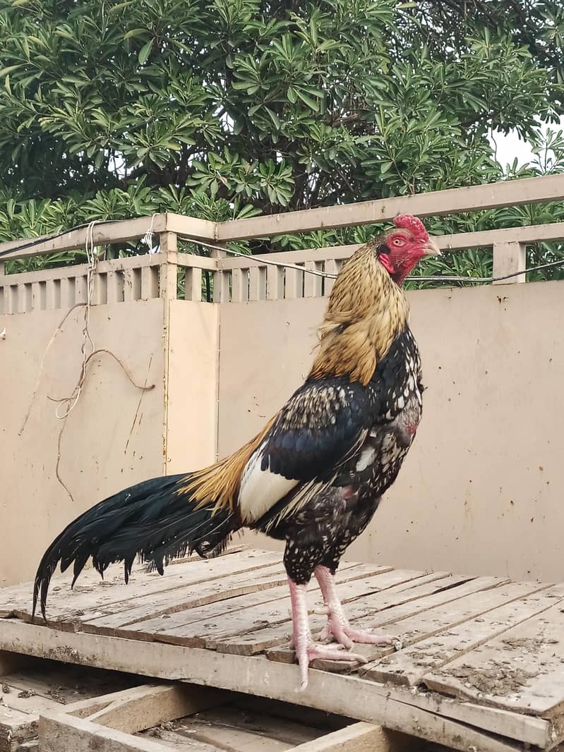 High Quality patha 1