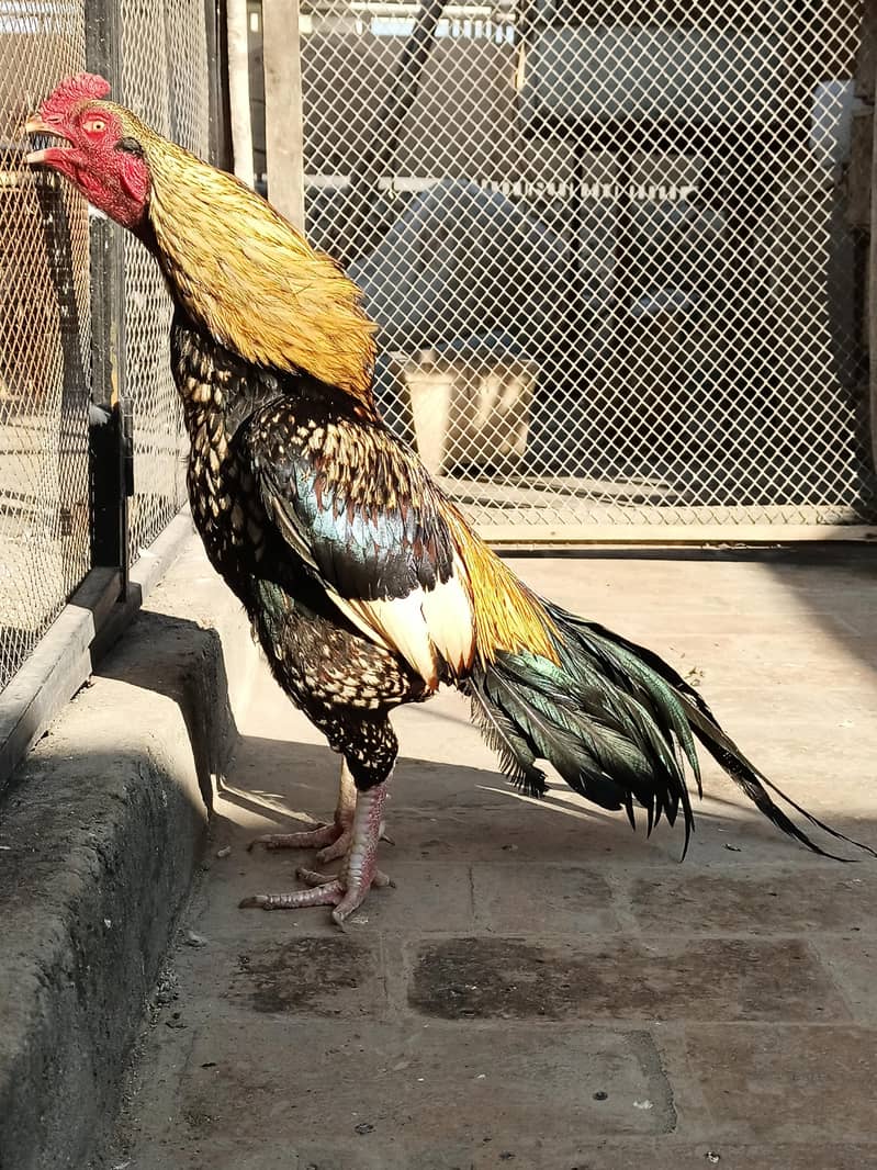 High Quality patha 2