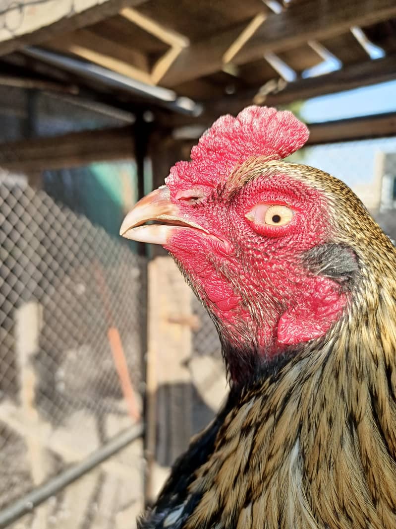 High Quality patha 3