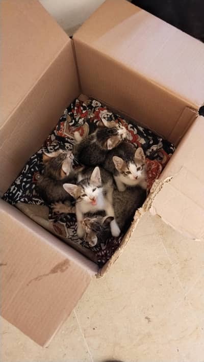 Cat with their Childrens