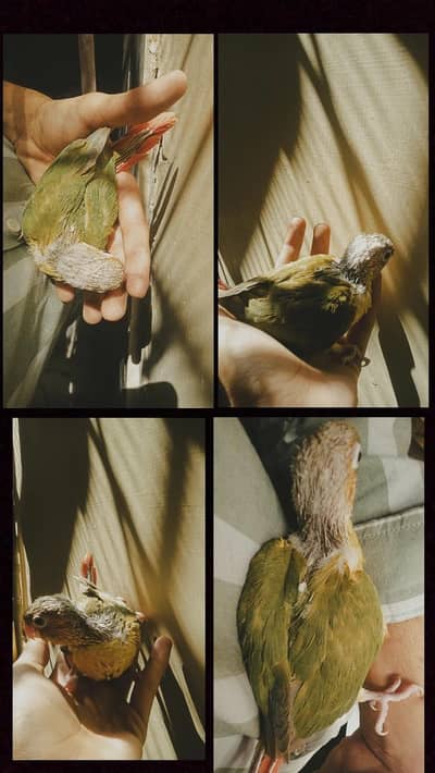 pinple conure chick