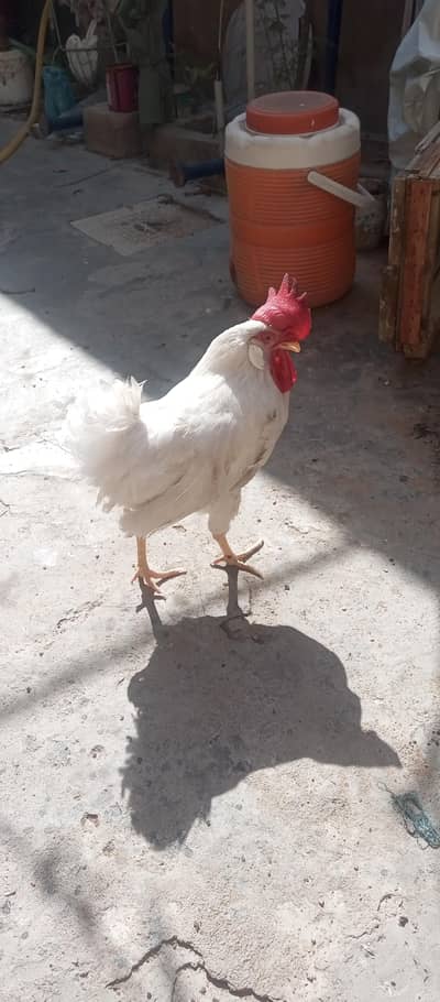 gher ka Pala hua Mughal he