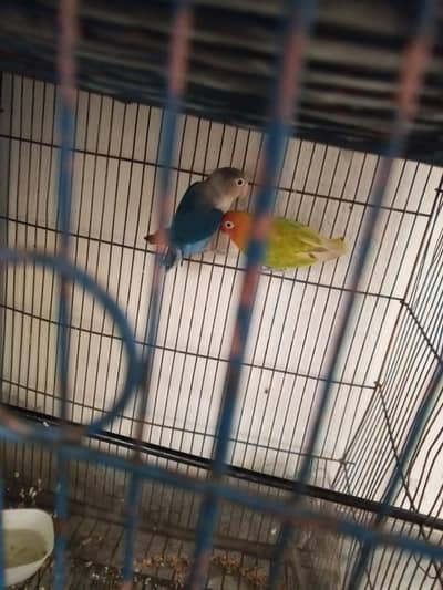 lovebird